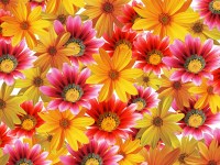fotobehang kleurrijke bloemen 2027544